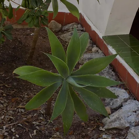 דירה Encanto Del Mar *